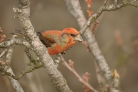 Krivka obecna - Loxia curvirostra - Red Crossbill 3501